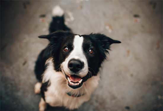 perro-1