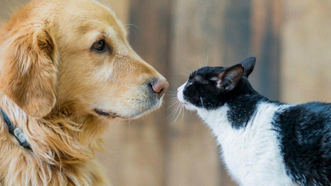 perros-y-gatos