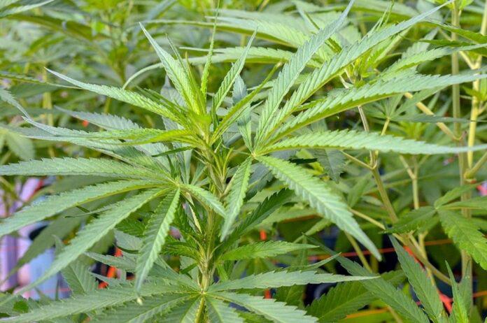 cannabis-696x462