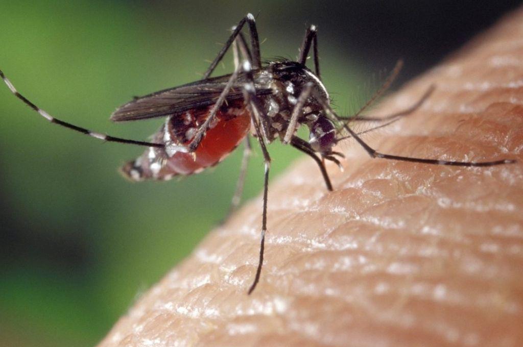 Zika