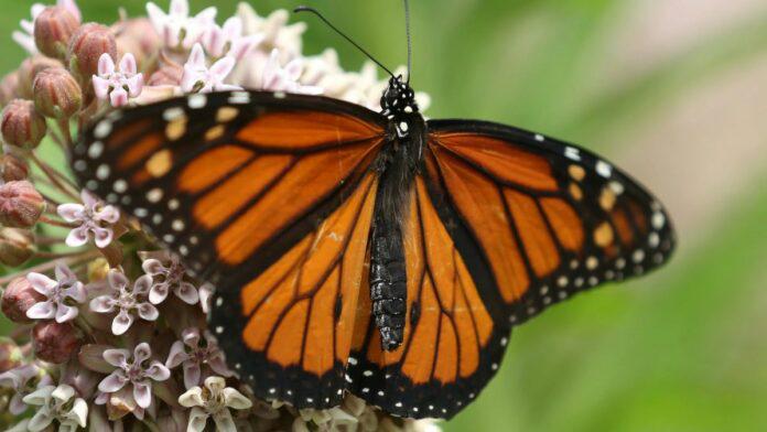 mariposa-696x392