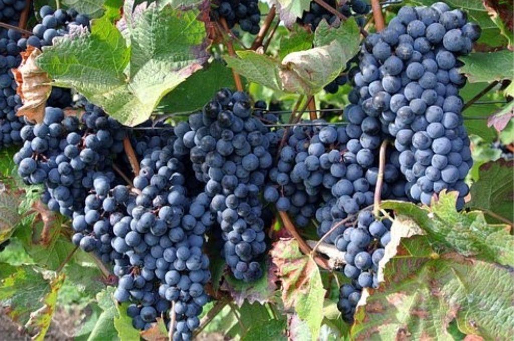 vino