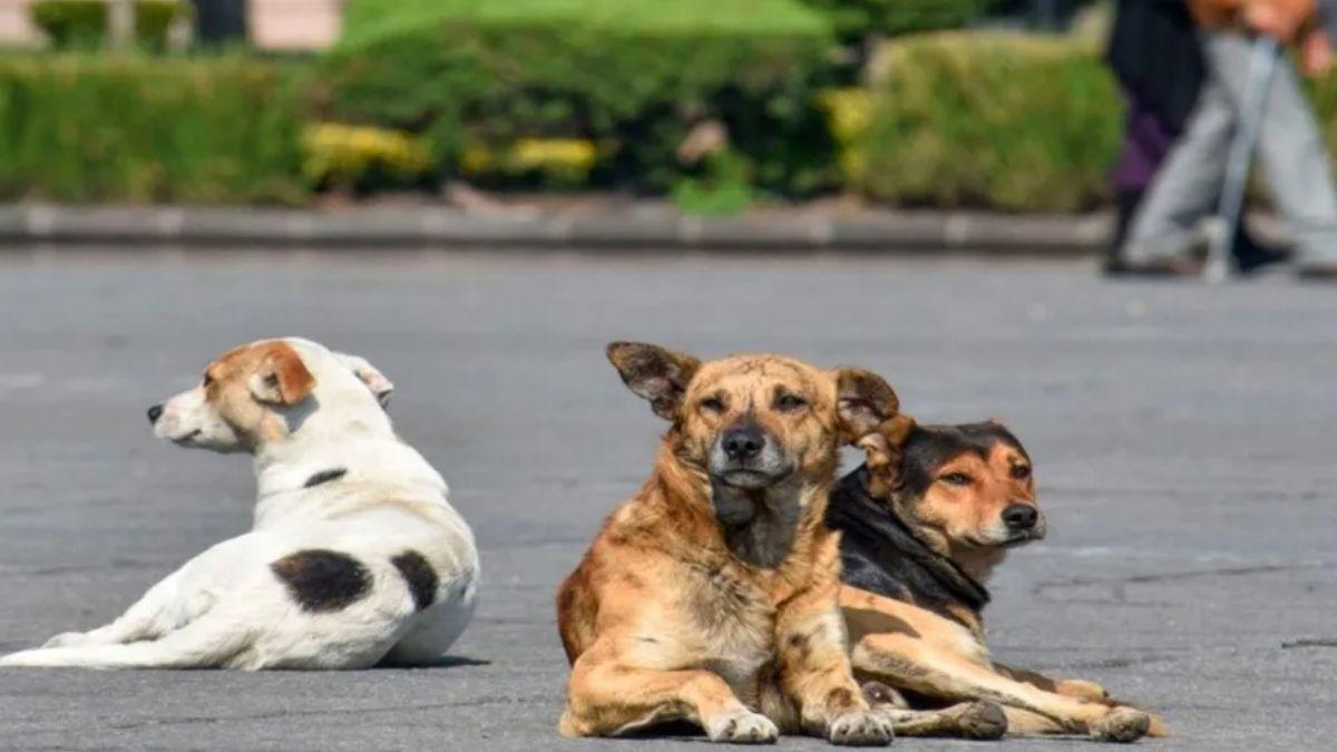 perros