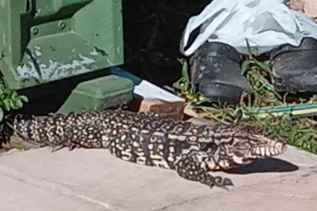 lagarto