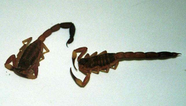 alacran1