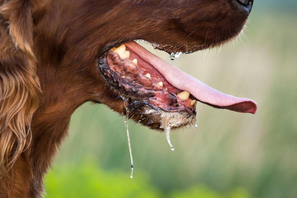 tollwut-beim-hund