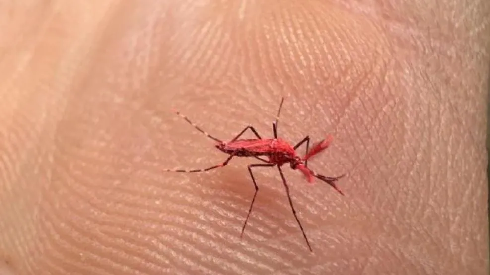 mosquitos-rojos-fluor-contra-dengue-como-funciona-nueva-estrategia-mendoza-para-combatir-virus-1056725-195114