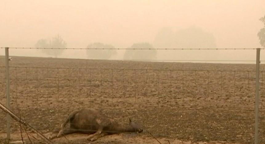incendios-australia_1578329990