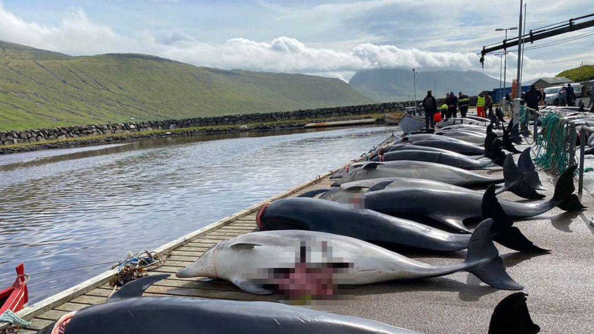 delfines