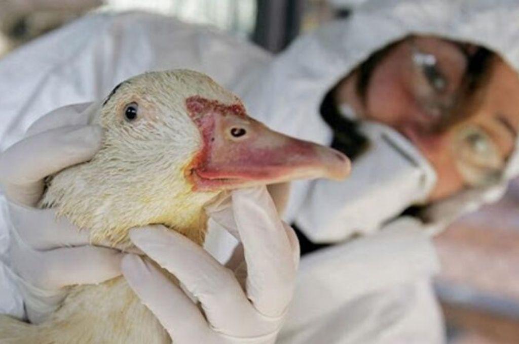 gripe-aviar
