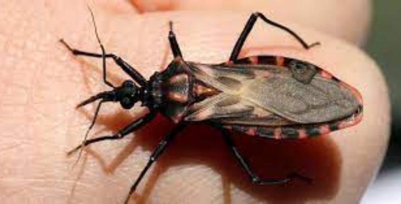 chagas
