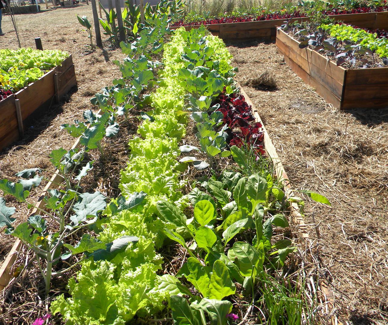 huerta_demostrativa_large_3